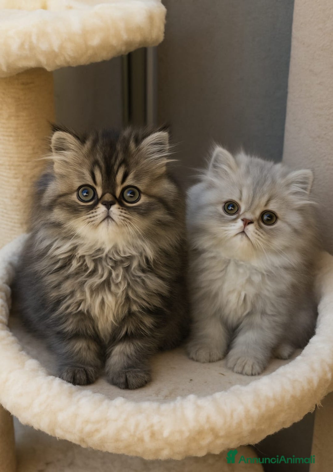 Persiano gatti in vendita: Splendidi cuccioli persiani  - Annuncio 1