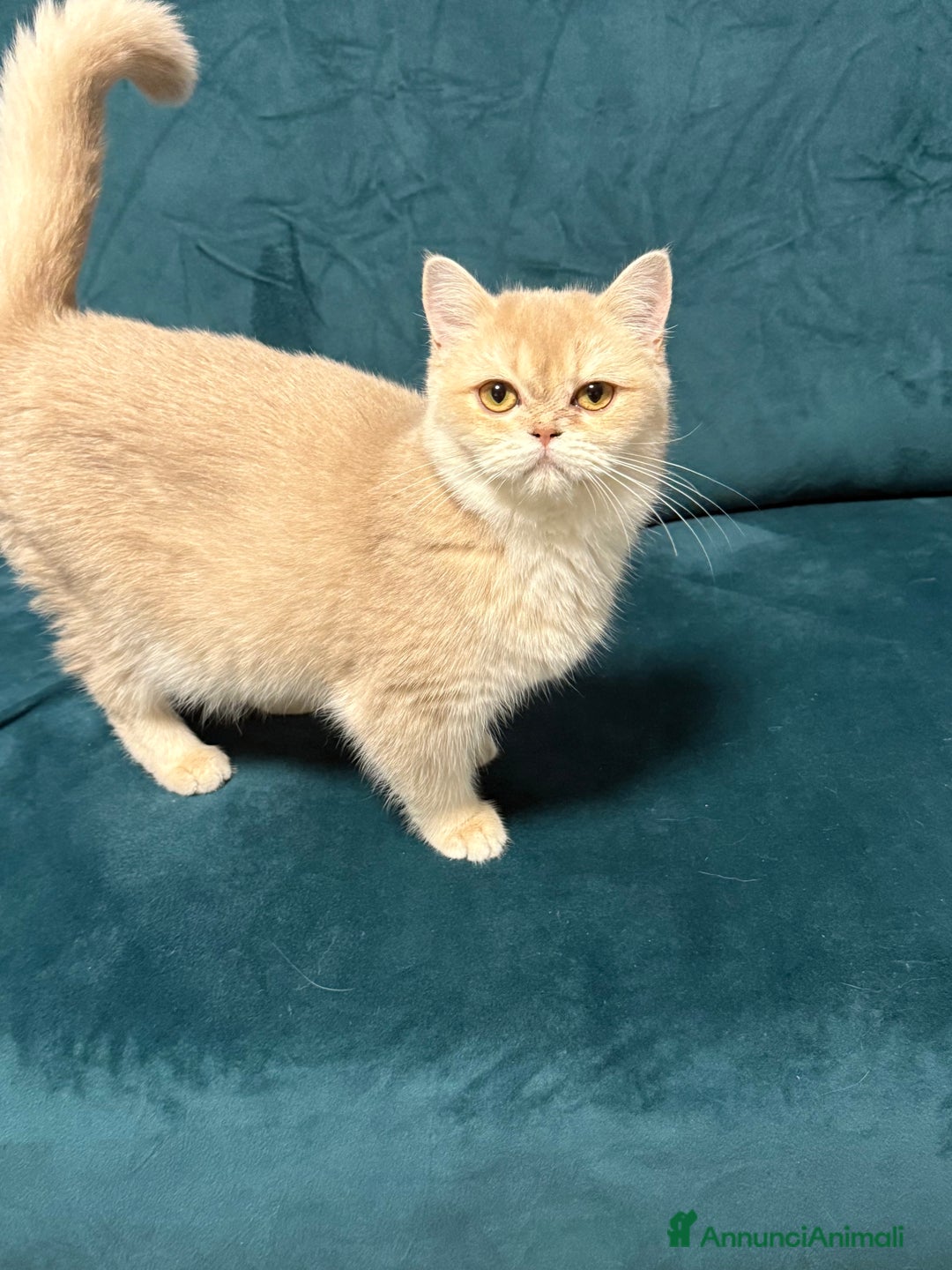 British gatti in vendita: British lilac Golden  - Annuncio 3