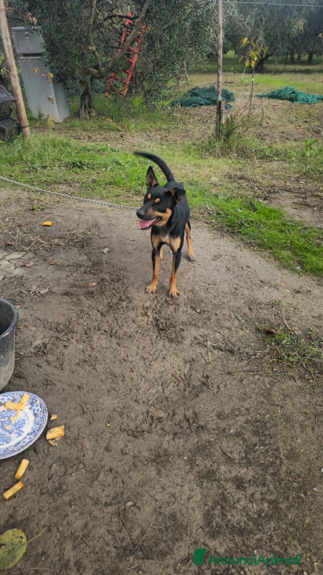 Altre razze cani in regalo: coco  - Annuncio 1