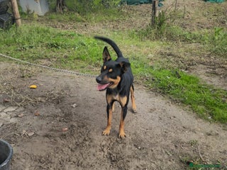 Altre razze cani coco - Annuncio 19