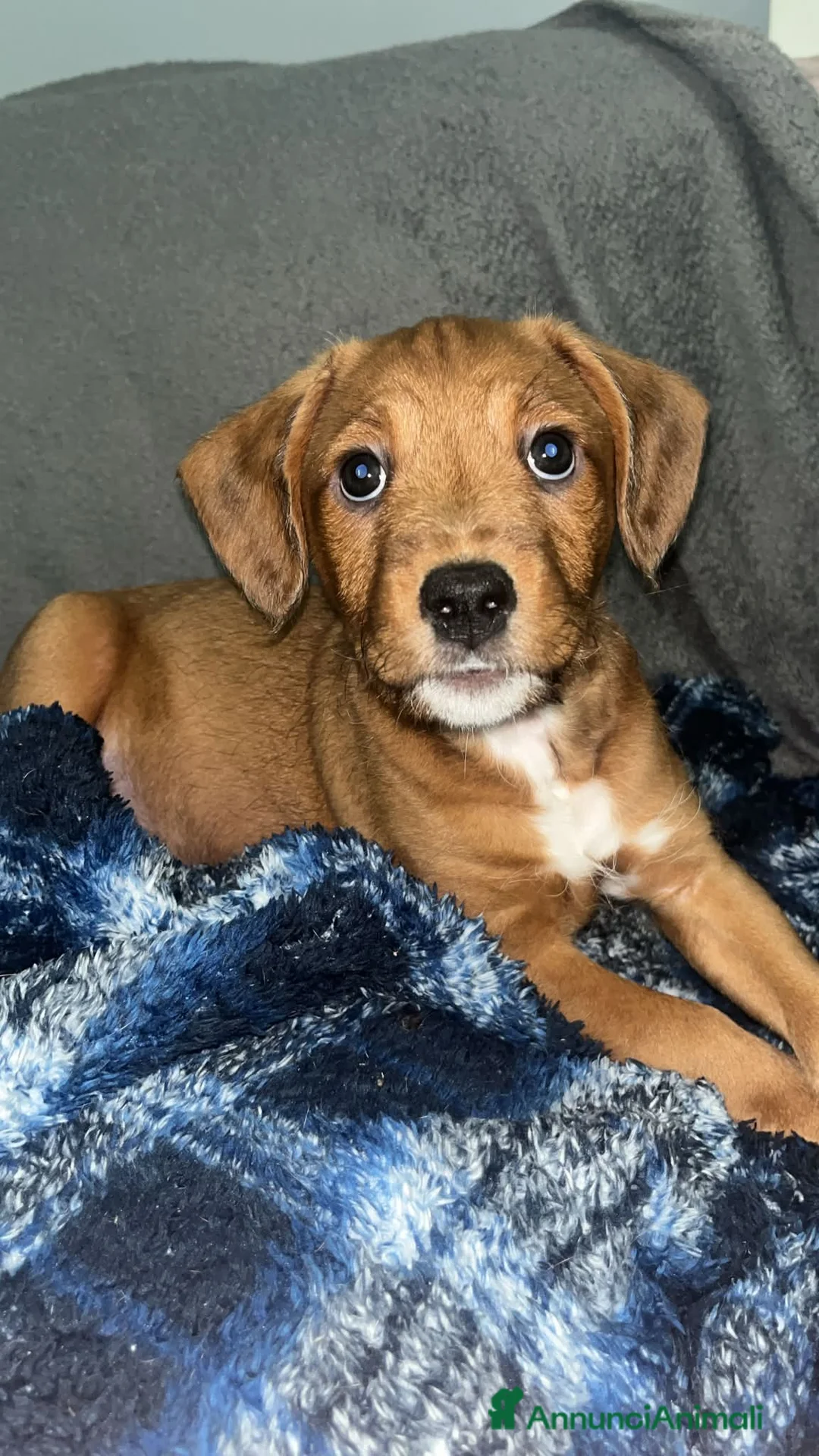 American Staffordshire cani in vendita: Cucciola staffy - Annuncio 1