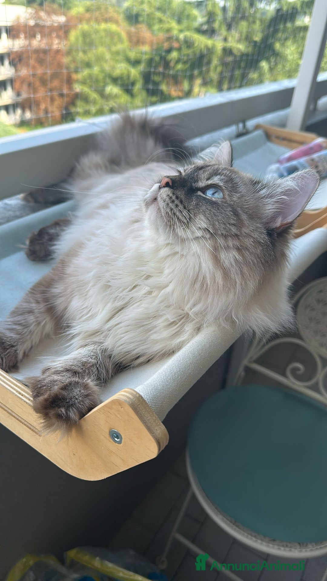 Siberiano gatti per accoppiamento: Siberiano con pedigree da accoppiamento  - Annuncio 5