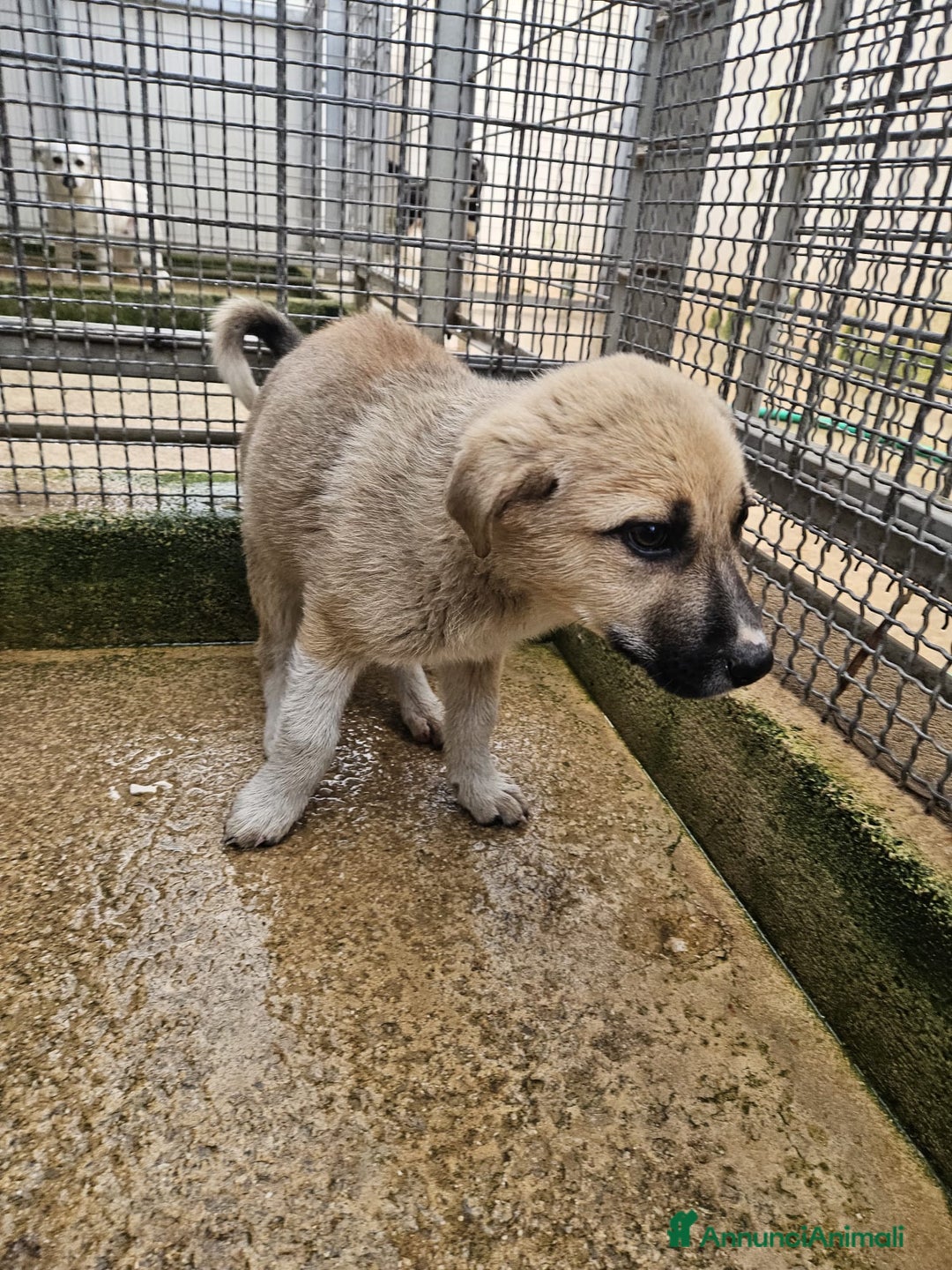 Meticcio cani in regalo: Giardino: 2 mesi taglia media  - Annuncio 8