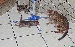 Bengala gatti in vendita: Gatto bengala  a Città metropolitana di Roma Capitale - Immagine 6