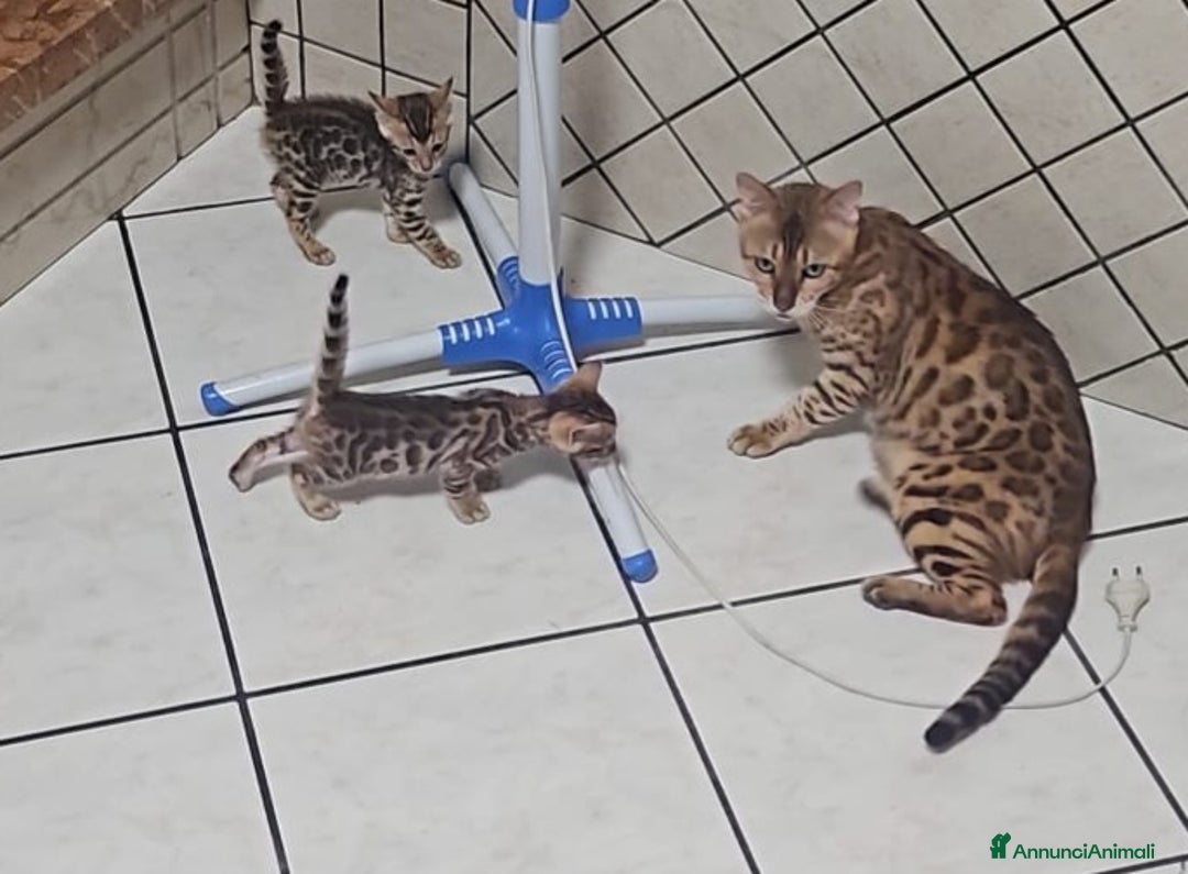 Bengala gatti in vendita: Gatto bengala  a Città metropolitana di Roma Capitale - Immagine 6