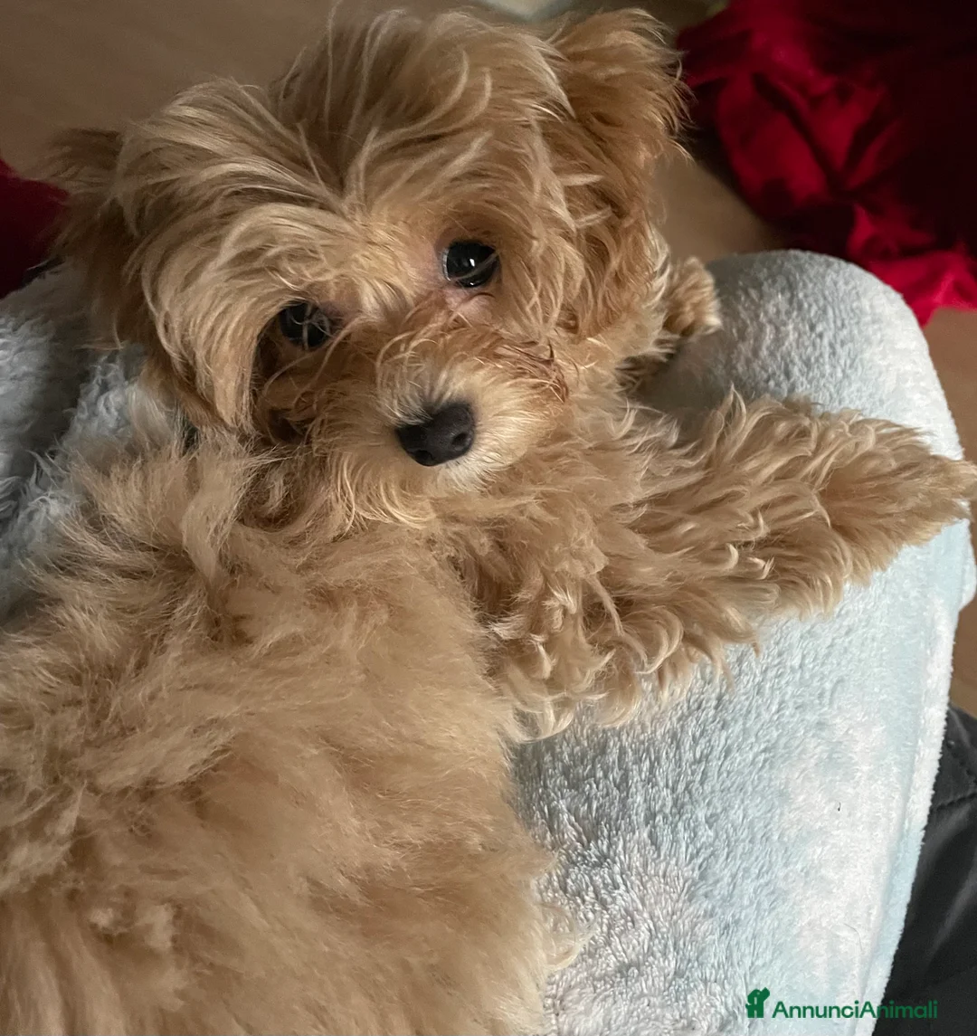 Maltipoo cani in vendita: Cucciolo di maltipoo  a Provincia dell'Aquila - Annuncio 3