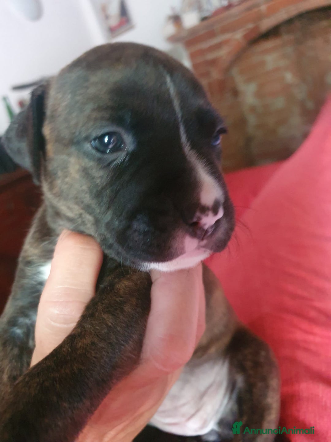 American Staffordshire cani in vendita: Vendo amstaff 2 mesi a Città Metropolitana di Torino - Immagine 2