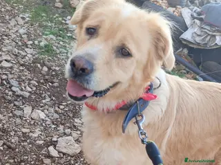 Meticcio cani River, un amore di simil Golden Retreiver - Annuncio 8