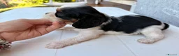 Cavalier King cani in vendita: Cavalier tricolore  - Annuncio 4