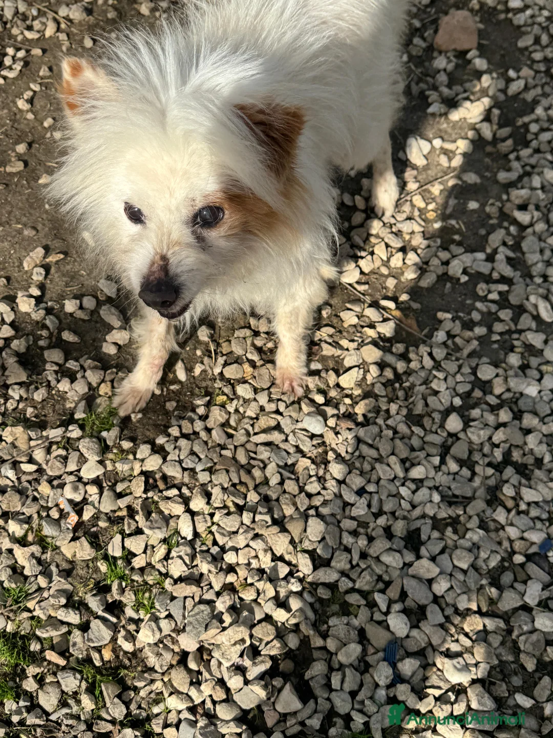 Volpino Italiano cani in regalo: Gennaro 14 anni volpino  - Annuncio 2