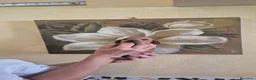 Bassotto cani in vendita: Bassotti  - Annuncio 6
