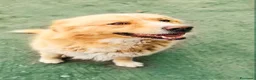 Golden Retriever cani in regalo: Birillo cagnone straordinario - Annuncio 6