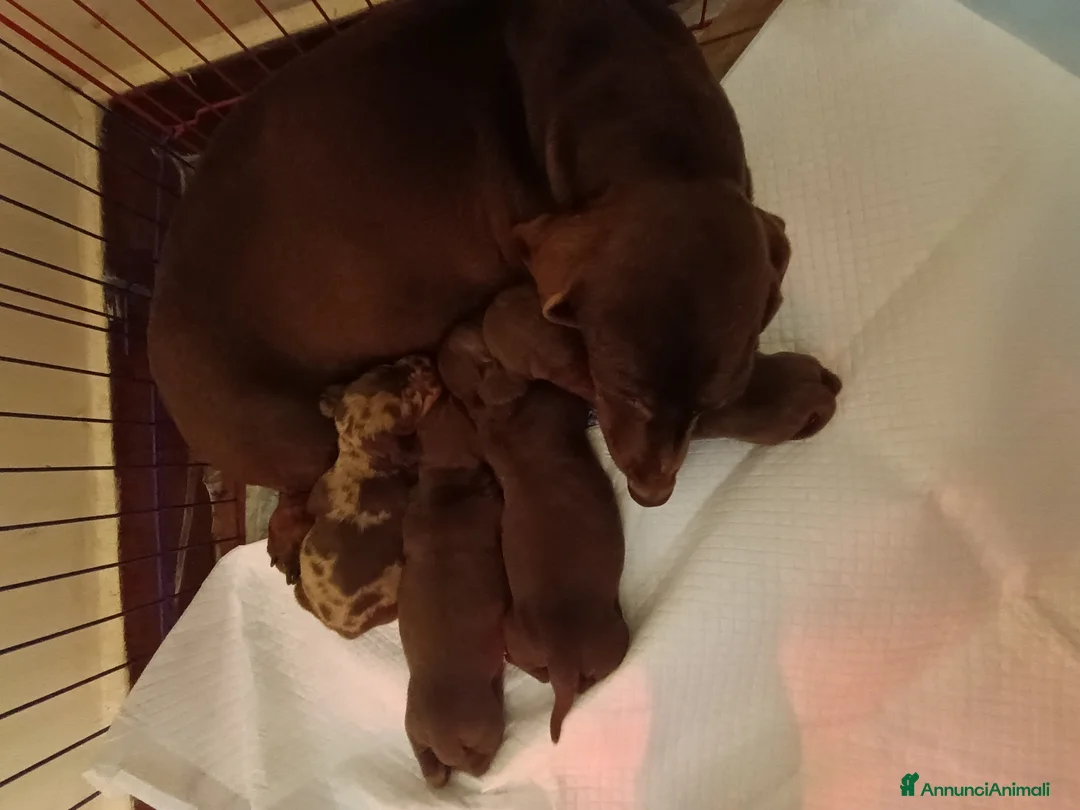 Bassotto cani in vendita: Cuccioli bassotto cioccolato e Arlecchino.  - Annuncio 9