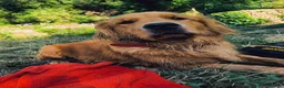Golden Retriever cani in vendita: Golden Retriever Americani 100% - Annuncio 1