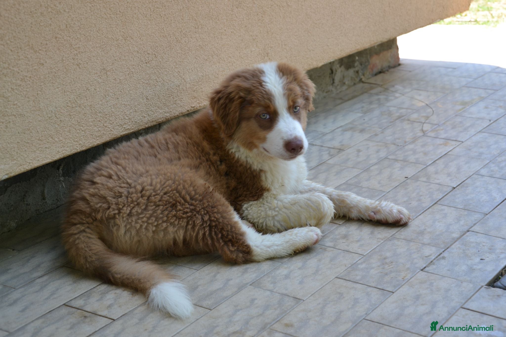 Australian Shepherd cani Cuccioli di Pastore Australiano - Annuncio 1