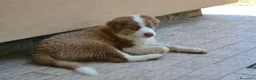 Australian Shepherd cani in vendita: Cuccioli di Pastore Australiano - Annuncio 1