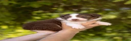 Australian Shepherd cani in vendita: Cuccioli pastore australiano con pedigree - Annuncio 13