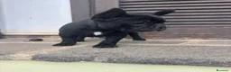 Bulldog Francese cani in vendita: bulldog francese nero cani animali  - Annuncio 11