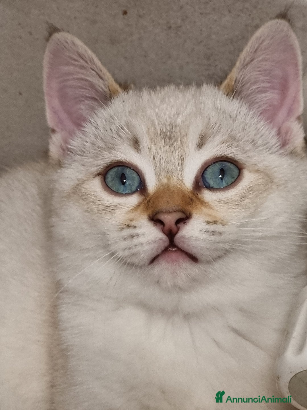 Bengala gatti in vendita: Incrocio Scottish/Bengala  - Annuncio 1