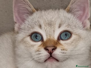 Bengala gatti Incrocio Scottish/Bengala - Annuncio 1