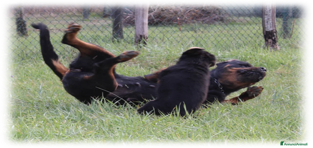 Immagine della galleria {{count}}