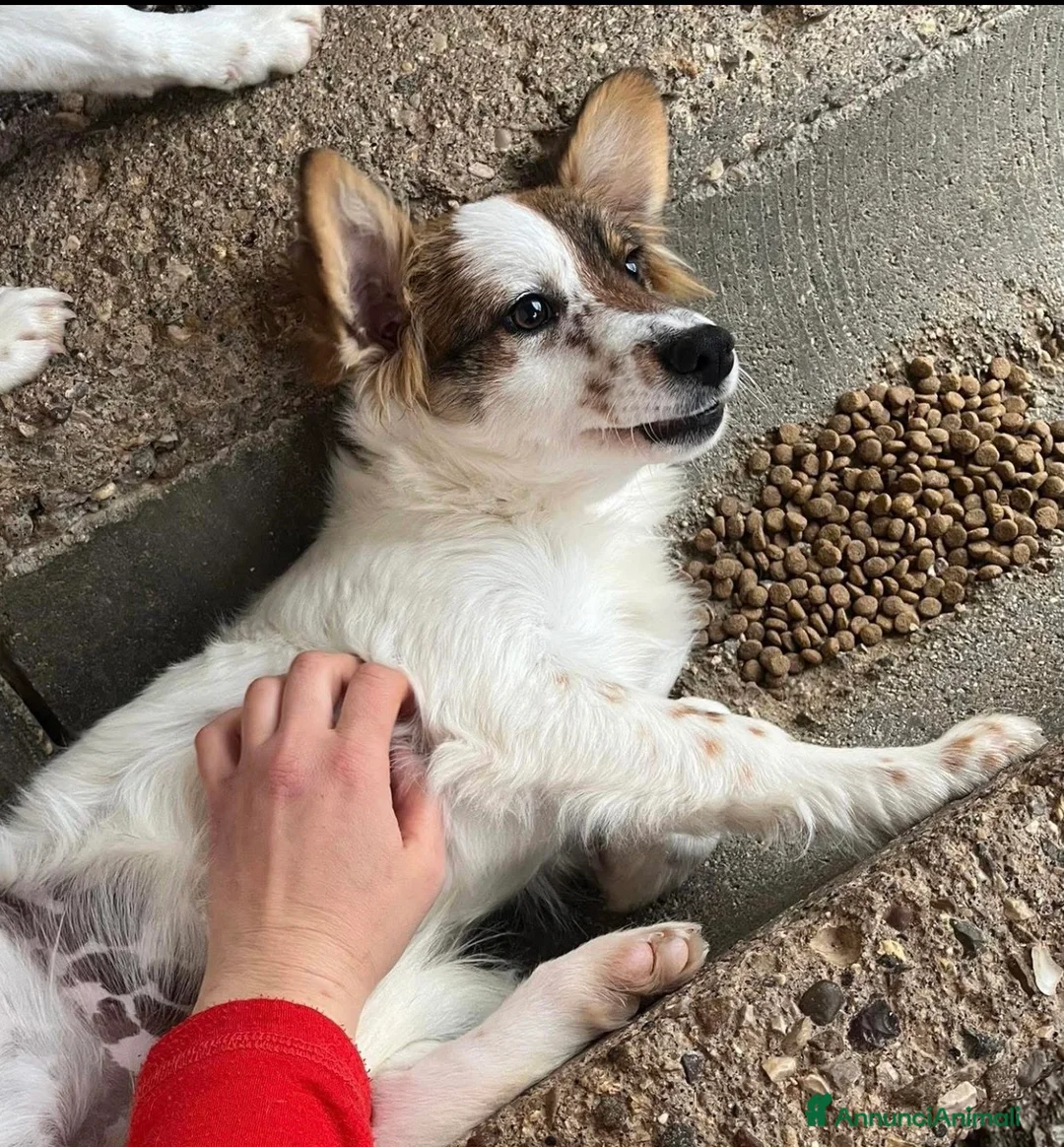 Meticcio cani in regalo: Frittella cucciola simil volpina  - Annuncio 1