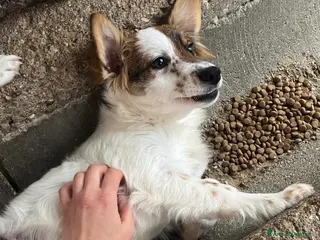 Meticcio cani Frittella cucciola simil volpina - Annuncio 40