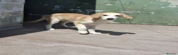 Meticcio cani in regalo: Kody, taglia media! (20-25kg) - Annuncio 3