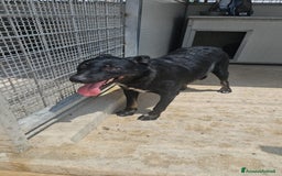 Meticcio cani in regalo: Carlo: 1 anno e mezzo, socievole, timido, dolce a Città Metropolitana di Genova - Immagine 27