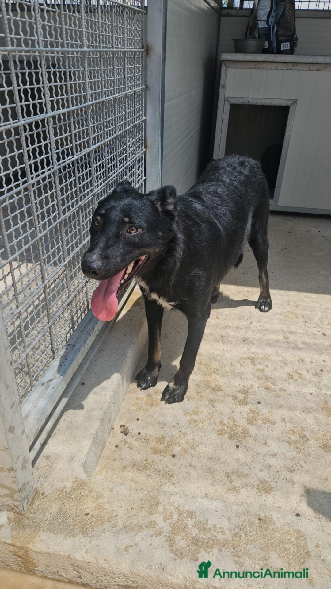 Meticcio cani in regalo: Carlo: 1 anno e mezzo, socievole, timido, dolce a Città Metropolitana di Genova - Immagine 27