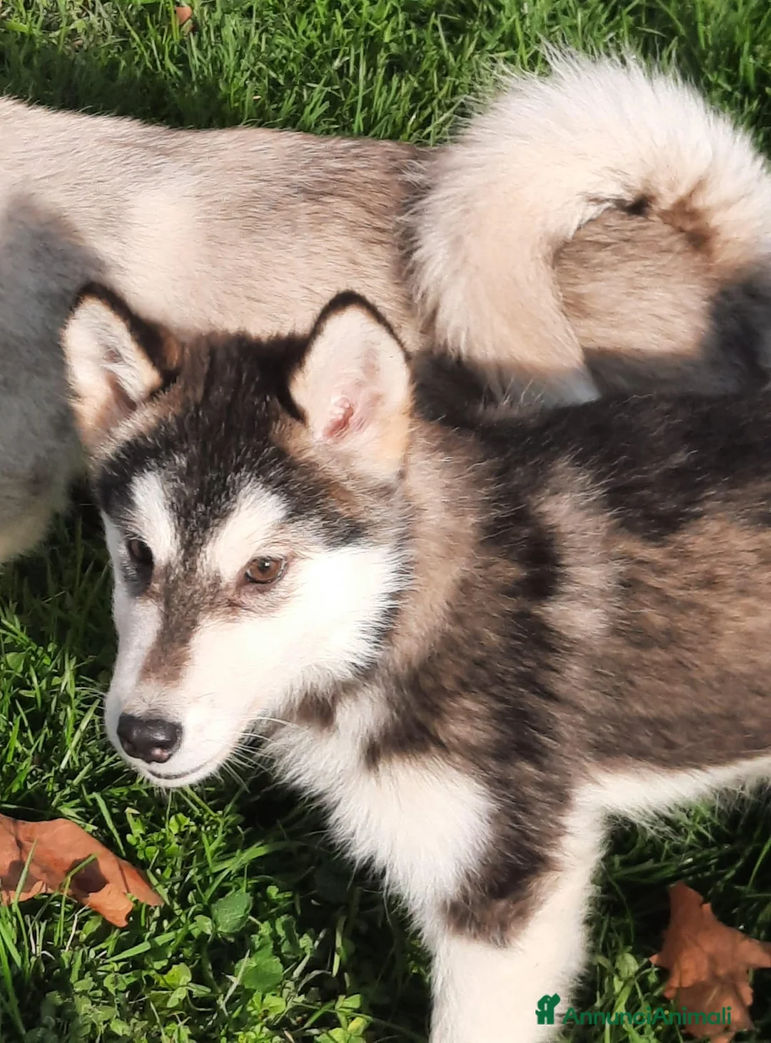 Alaskan Malamute cani in vendita: Alaskan Malamute cucciole - Annuncio 4