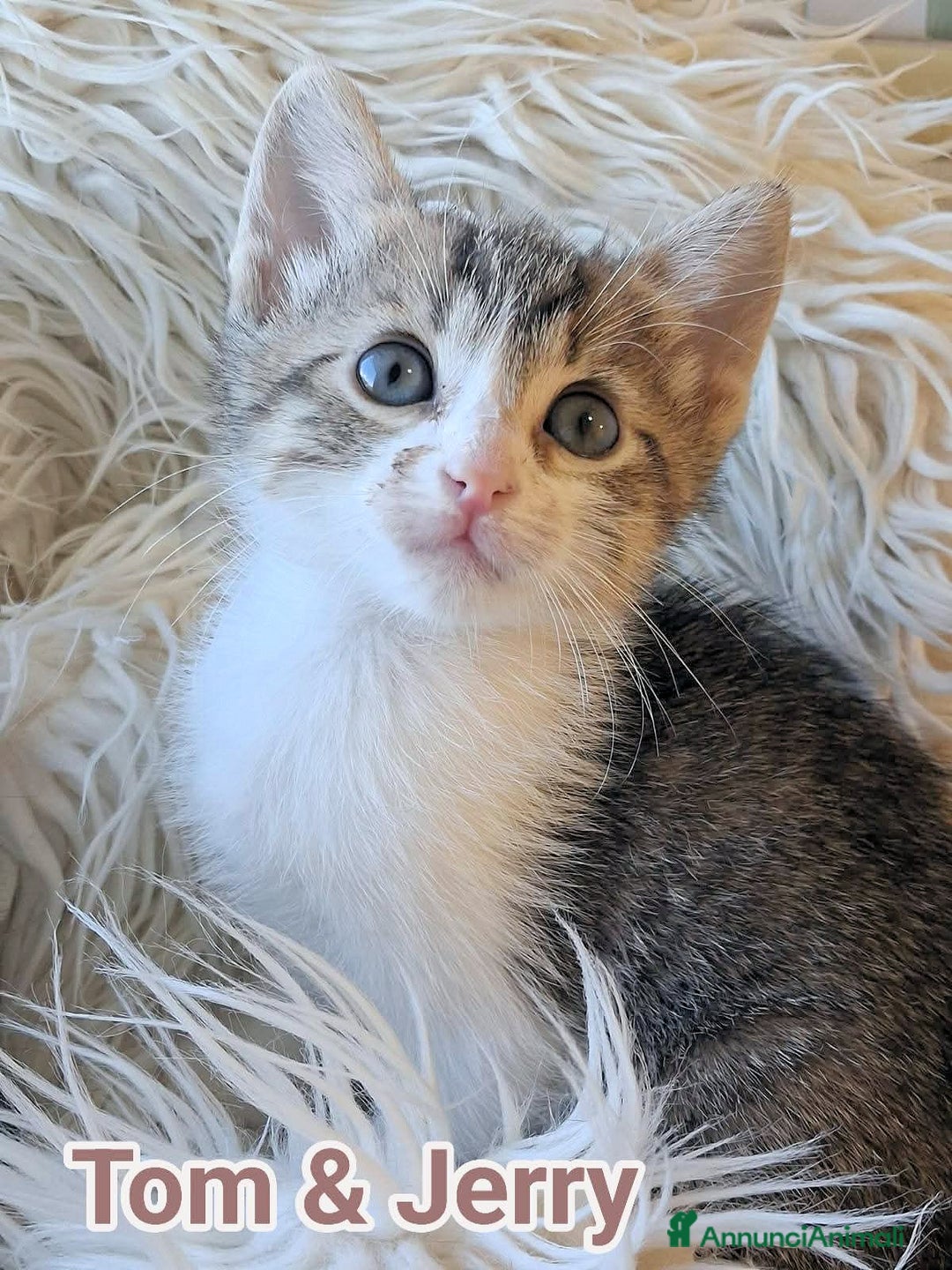 Europeo gatti in regalo: 𝗖'𝗲' 𝗻𝗲𝘀𝘀𝘂𝗻𝗼 𝗽𝗲𝗿 𝗻𝗼𝗶? - Annuncio 3