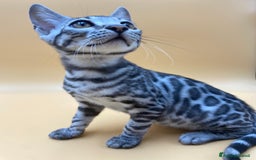 Bengala gatti in vendita: Maschio silver  a Provincia di Perugia - Immagine 4