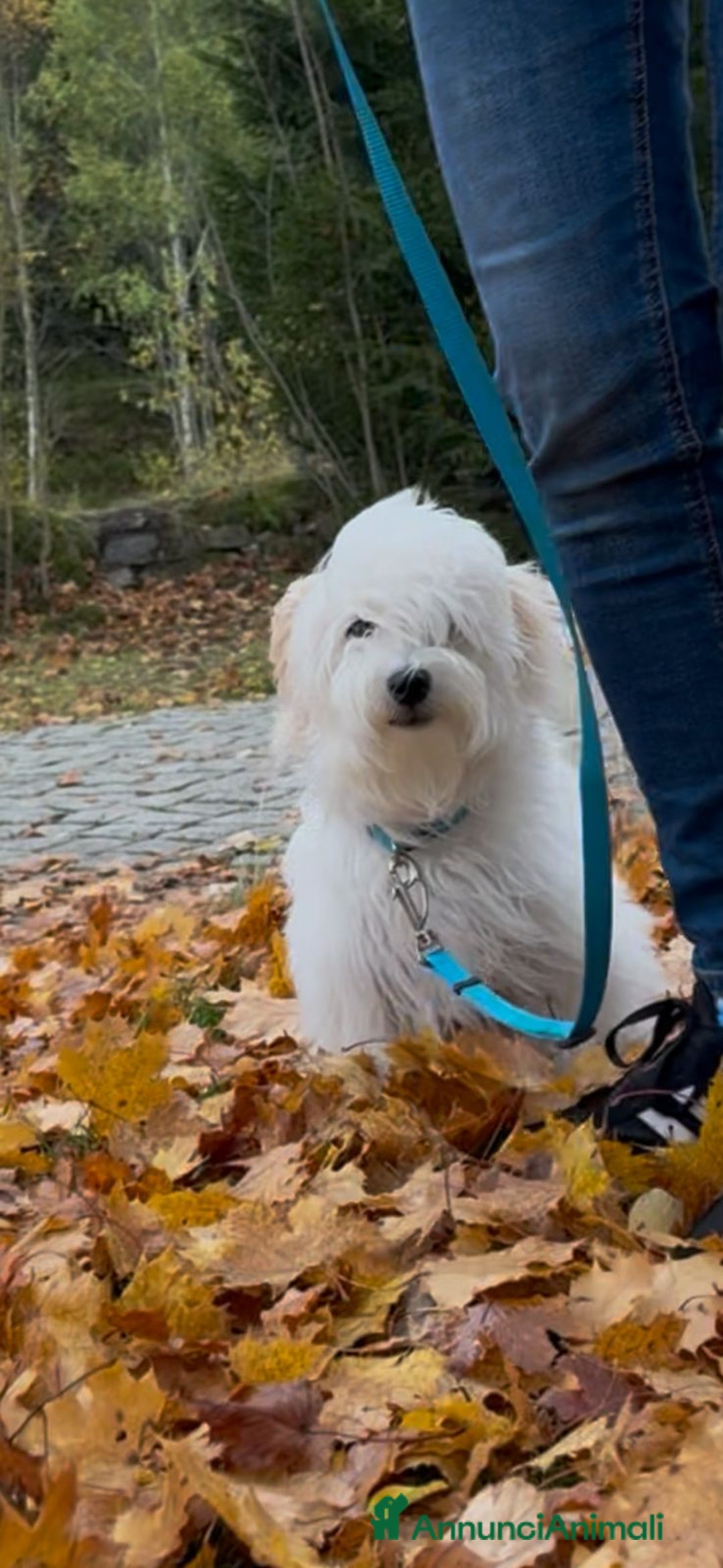 Bichon cani in vendita: Bichon havanese. 2Cuccioli in vendita - Annuncio 2