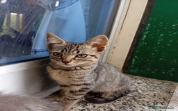 Altre razze gatti in regalo: Cuccioli di gatto a Città metropolitana di Catania - Immagine 3