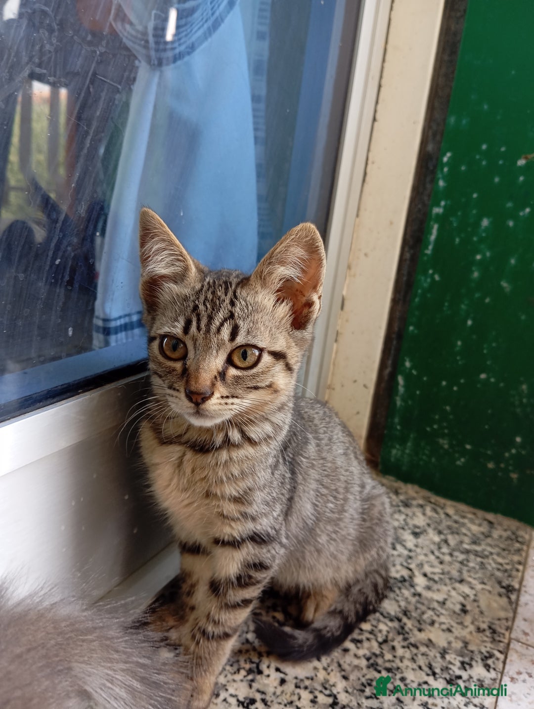 Altre razze gatti in regalo: Cuccioli di gatto a Città metropolitana di Catania - Immagine 3