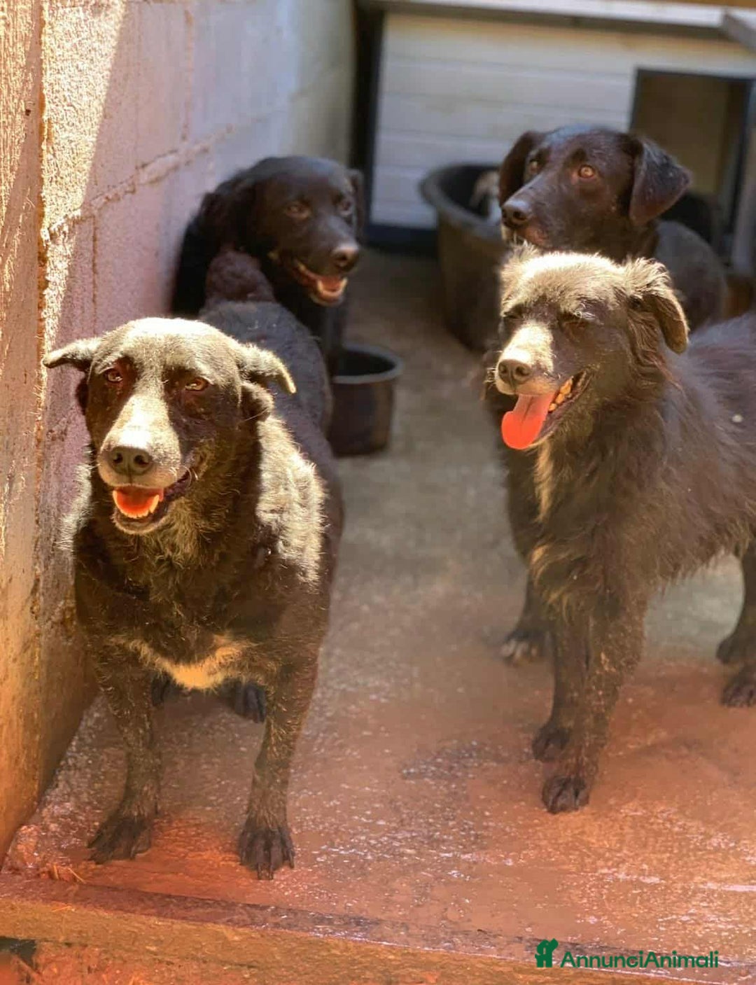 Meticcio cani in regalo: CHEOPE e ISIDE, mamma e figlia INVISIBILI! - Annuncio 4