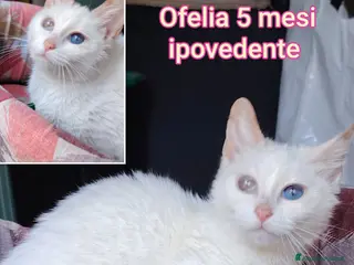 Altre razze gatti ADOTTA UN GATTINO - Annuncio 1