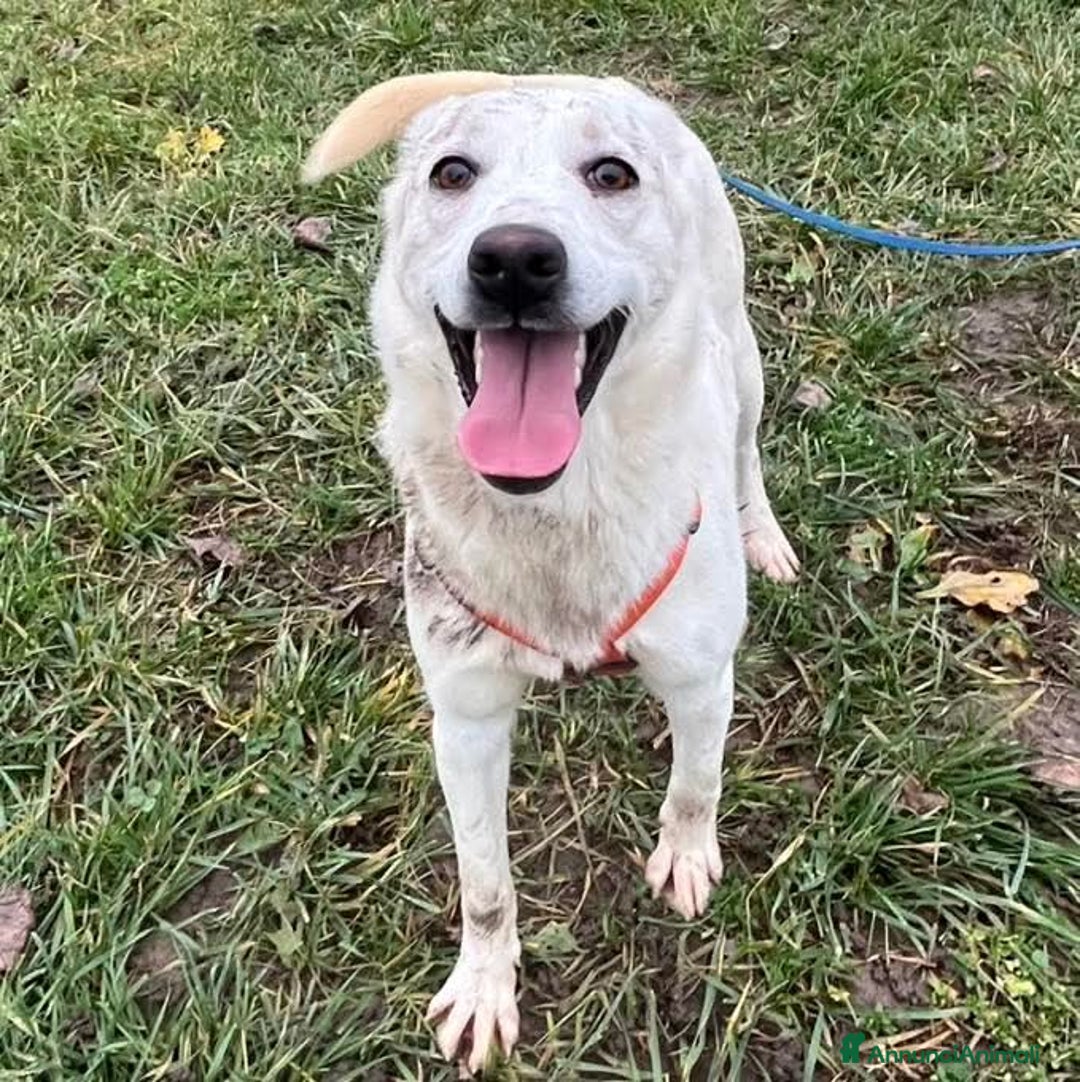 Meticcio cani in regalo: CHERRY, cucciolona vivace e socievole - Annuncio 1