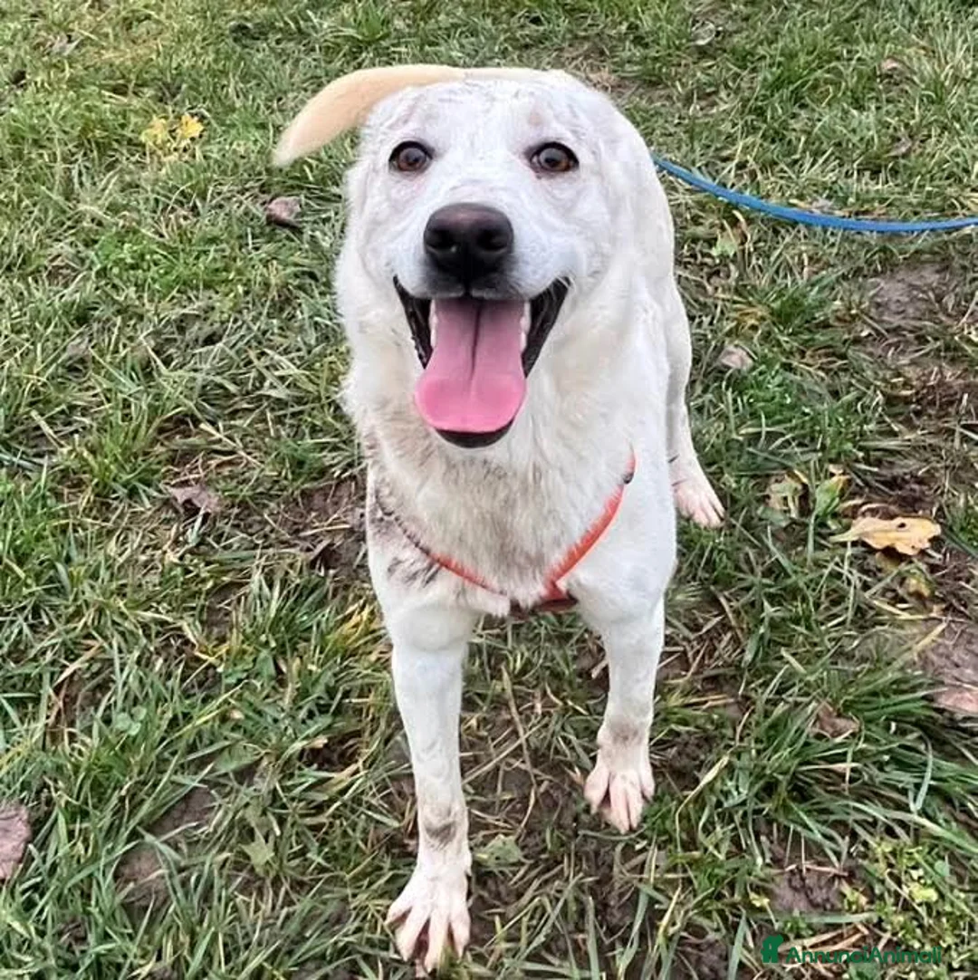 Meticcio cani in regalo: CHERRY, cucciolona vivace e socievole - Annuncio 1