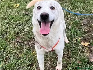 Meticcio cani in regalo: CHERRY, cucciolona vivace e socievole - Annuncio 2