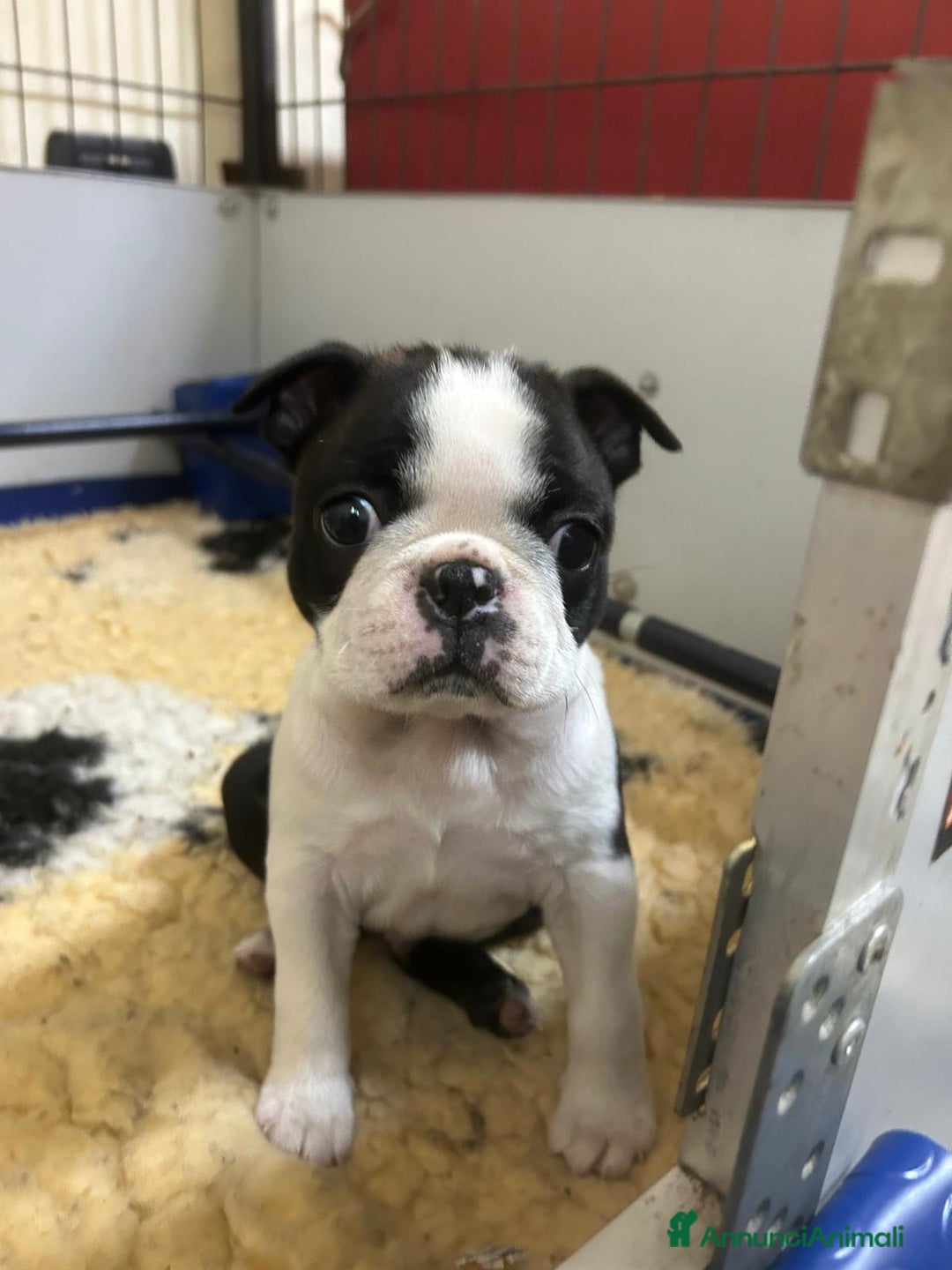 Boston Terrier cani in vendita: Cucciolo di Boston terrier con pedigree ENCI/FCI  - Annuncio 6