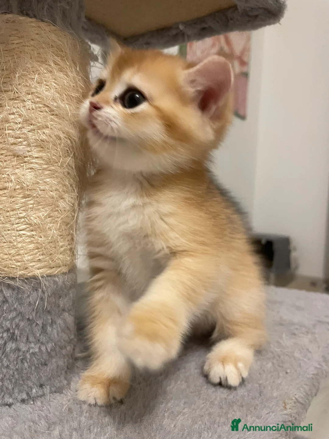 British gatti in vendita: Prenotazione cuccioli British Shorthair  NY12 a Provincia di Reggio Emilia - Annuncio 11