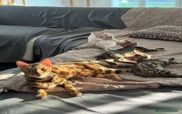 Bengala gatti in vendita: Cuccioli bengala a Provincia di Como - Immagine 2