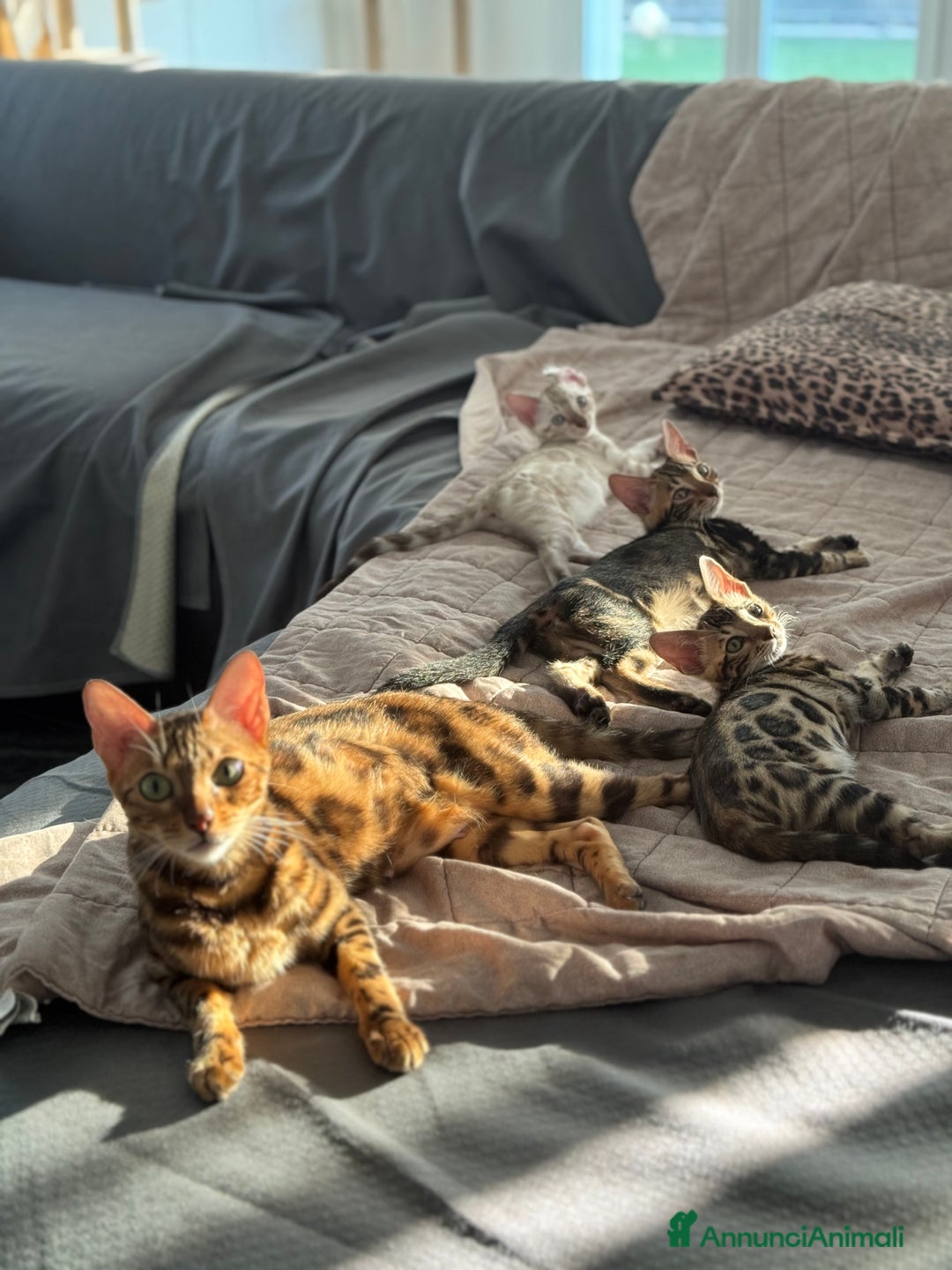 Bengala gatti in vendita: Cuccioli bengala a Provincia di Como - Immagine 2