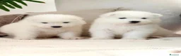 Samoiedo cani in vendita: Cuccioli di Samoiedo - Annuncio 4