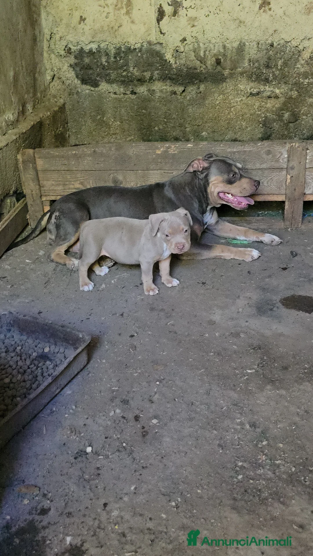 Pitbull cani in vendita: Pitbull tri lillac - Annuncio 2