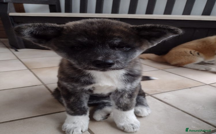 Akita Inu cani Cucciola - Annuncio 1