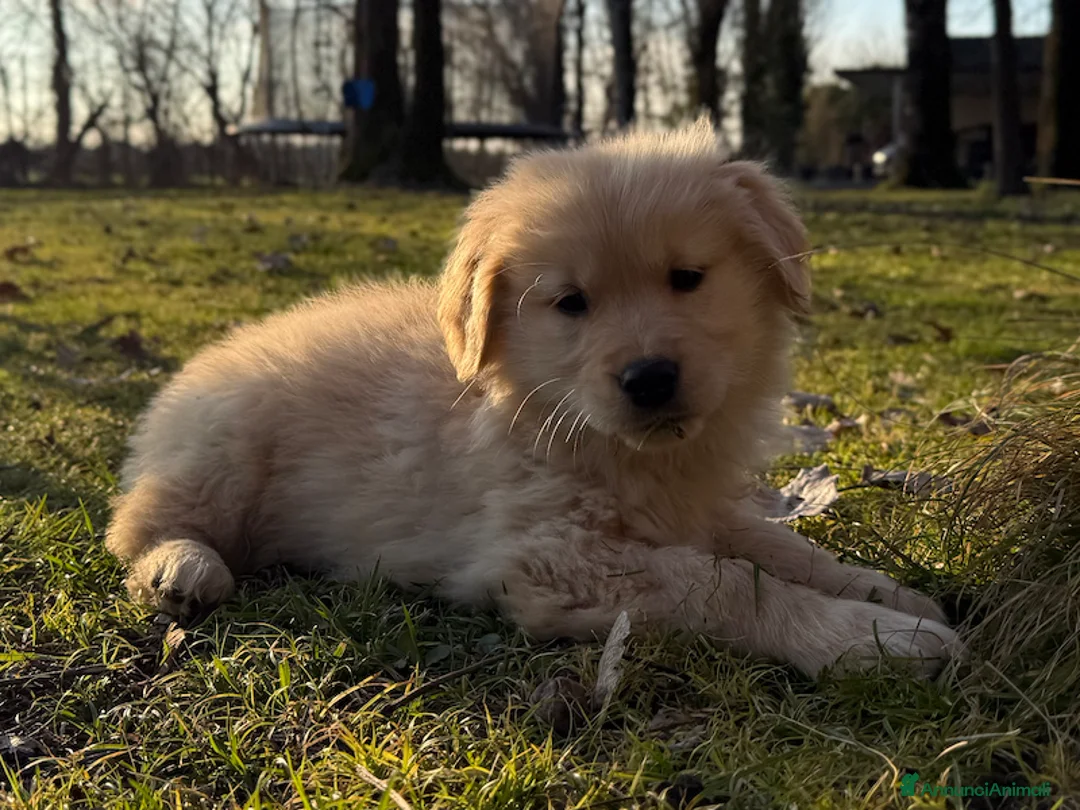 Golden Retriever cani in vendita: Golden Retriever 🎀 Femmina - Annuncio 2
