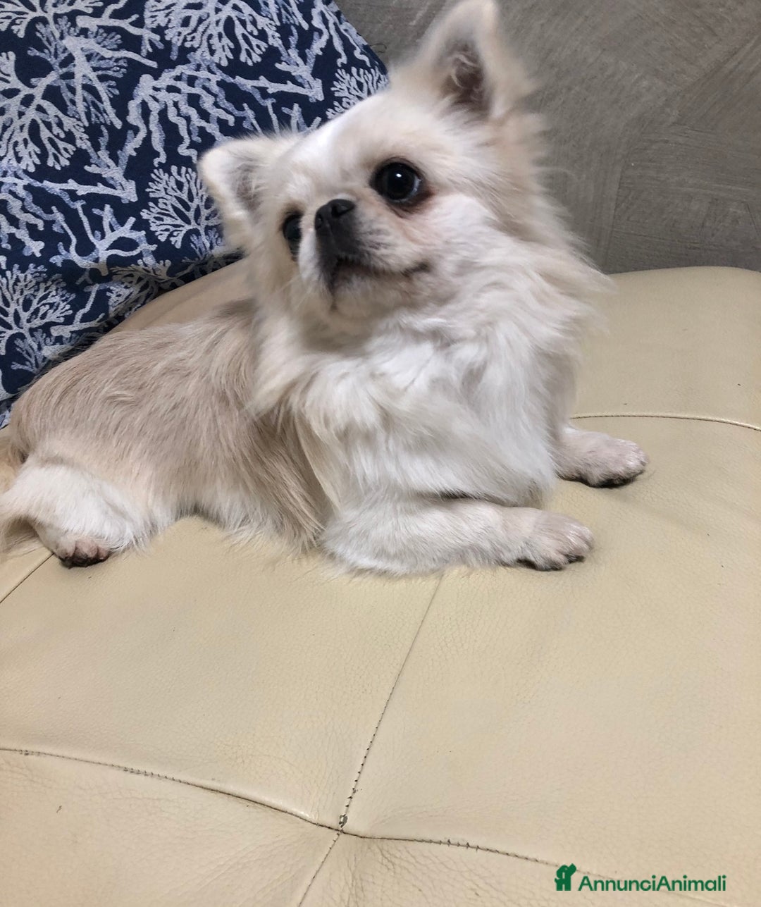 Chihuahua cani in vendita: Maschietto pelo lungo  - Annuncio 1